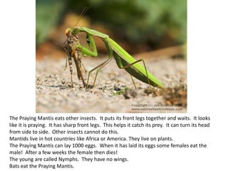 The Praying Mantis eats other insects. It puts its front legs together and waits. It looks
like it is praying. It has sharp front legs. This helps it catch its prey. It can turn its head
from side to side. Other insects cannot do this.
Mantids live in hot countries like Africa or America. They live on plants.
The Praying Mantis can lay 1000 eggs. When it has laid its eggs some females eat the
male! After a few weeks the female then dies!
The young are called Nymphs. They have no wings.
Bats eat the Praying Mantis.
 