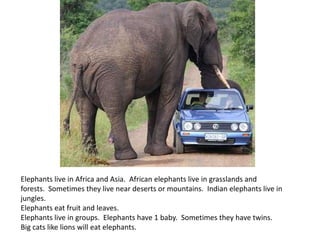 Elephants live in Africa and Asia. African elephants live in grasslands and
forests. Sometimes they live near deserts or mountains. Indian elephants live in
jungles.
Elephants eat fruit and leaves.
Elephants live in groups. Elephants have 1 baby. Sometimes they have twins.
Big cats like lions will eat elephants.
 