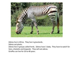 Zebras live in Africa. They live in grasslands.
Zebras eat plants.
Zebras live in groups called herds. Zebras have 1 baby. They have to watch for
lions, cheetahs and leopards. They will eat zebras.
Giraffes can live for 20 to 40 years.
 