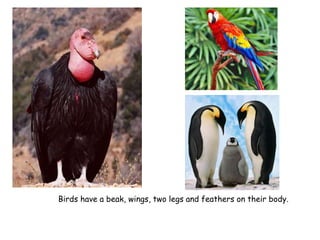 Birds have a beak, wings, two legs and feathers on their body.
 