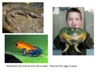 Amphibians live and on land and in water. They lay their eggs in water
 