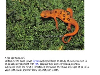 A red spotted newt.
Eastern newts dwell in wet forests with small lakes or ponds. They may coexist in
an aquatic environment with fish, because their skin secretes a poisonous
substance when the newt is threatened or injured. They have a lifespan of 12 to 15
years in the wild, and may grow to 5 inches in length.
 
