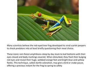 Many scientists believe the red-eyed tree frog developed its vivid scarlet peepers
to shock predators into at least briefly questioning their meal choice.
These iconic rain-forest amphibians sleep by day stuck to leaf-bottoms with their
eyes closed and body markings covered. When disturbed, they flash their bulging
red eyes and reveal their huge, webbed orange feet and bright blue-and-yellow
flanks. This technique, called startle coloration, may give a bird or snake pause,
offering a precious instant for the frog to spring to safety
 