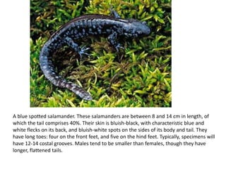 A blue spotted salamander. These salamanders are between 8 and 14 cm in length, of
which the tail comprises 40%. Their skin is bluish-black, with characteristic blue and
white flecks on its back, and bluish-white spots on the sides of its body and tail. They
have long toes: four on the front feet, and five on the hind feet. Typically, specimens will
have 12-14 costal grooves. Males tend to be smaller than females, though they have
longer, flattened tails.
 