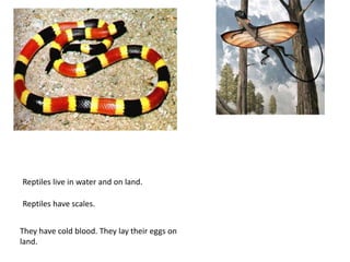Reptiles live in water and on land.
Reptiles have scales.
They have cold blood. They lay their eggs on
land.
 