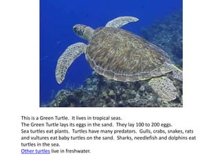 This is a Green Turtle. It lives in tropical seas.
The Green Turtle lays its eggs in the sand. They lay 100 to 200 eggs.
Sea turtles eat plants. Turtles have many predators. Gulls, crabs, snakes, rats
and vultures eat baby turtles on the sand. Sharks, needlefish and dolphins eat
turtles in the sea.
Other turtles live in freshwater.
 