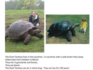 The Giant Tortoise lives in hot countries. In countries with a cold winter they sleep
(hibernate) from October to March.
They live in grasslands and forests.
They eat plants.
The Giant Tortoise can be 1 metre long. They can live for 150 years!
 