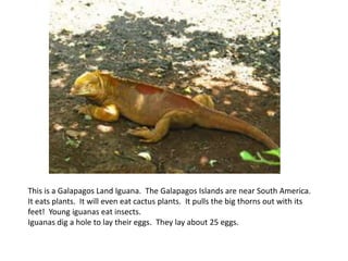 This is a Galapagos Land Iguana. The Galapagos Islands are near South America.
It eats plants. It will even eat cactus plants. It pulls the big thorns out with its
feet! Young iguanas eat insects.
Iguanas dig a hole to lay their eggs. They lay about 25 eggs.
 