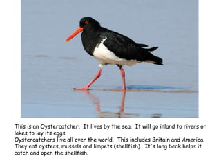 This is an Oystercatcher. It lives by the sea. It will go inland to rivers or
lakes to lay its eggs.
Oystercatchers live all over the world. This includes Britain and America.
They eat oysters, mussels and limpets (shellfish). It's long beak helps it
catch and open the shellfish.
 