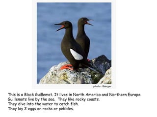 This is a Black Guillemot. It lives in North America and Northern Europe.
Guillemots live by the sea. They like rocky coasts.
They dive into the water to catch fish.
They lay 2 eggs on rocks or pebbles.
 