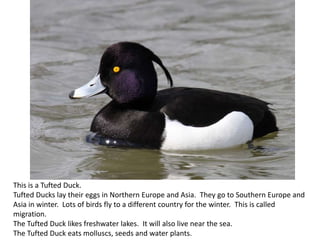This is a Tufted Duck.
Tufted Ducks lay their eggs in Northern Europe and Asia. They go to Southern Europe and
Asia in winter. Lots of birds fly to a different country for the winter. This is called
migration.
The Tufted Duck likes freshwater lakes. It will also live near the sea.
The Tufted Duck eats molluscs, seeds and water plants.
 