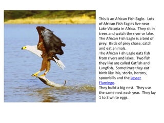 This is an African Fish Eagle. Lots
of African Fish Eagles live near
Lake Victoria in Africa. They sit in
trees and watch the river or lake.
The African Fish Eagle is a bird of
prey. Birds of prey chase, catch
and eat animals.
The African Fish Eagle eats fish
from rivers and lakes. Two fish
they like are called Catfish and
Lungfish. Sometimes they eat
birds like ibis, storks, herons,
spoonbills and the Lesser
Flamingo.
They build a big nest. They use
the same nest each year. They lay
1 to 3 white eggs.
 