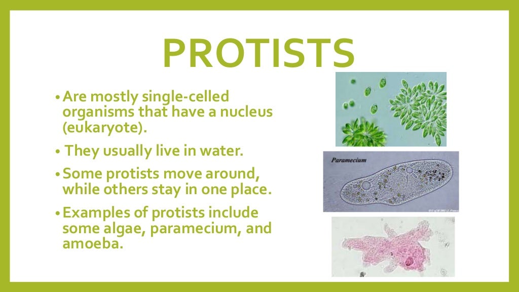 Grouping living things