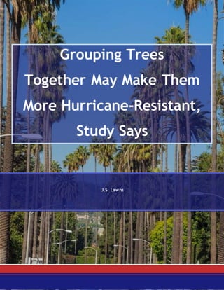 Grouping Trees
Together May Make Them
More Hurricane-Resistant,
Study Says
U.S. Lawns
 