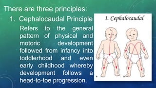 There are three principles:
1. Cephalocaudal Principle
Refers to the general
pattern of physical and
motoric development
followed from infancy into
toddlerhood and even
early childhood whereby
development follows a
head-to-toe progression.
 