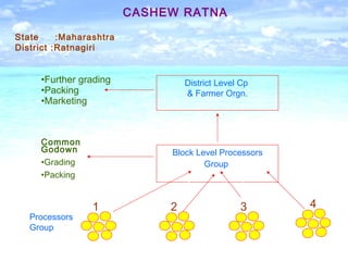 Processors
Group
1 2 3 4
Block Level Processors
Group
District Level Cp
& Farmer Orgn.
Common
Godown
•Grading
•Packing
•Further grading
•Packing
•Marketing
State :Maharashtra
District :Ratnagiri
CASHEW RATNA
Commodity Based Groups
 