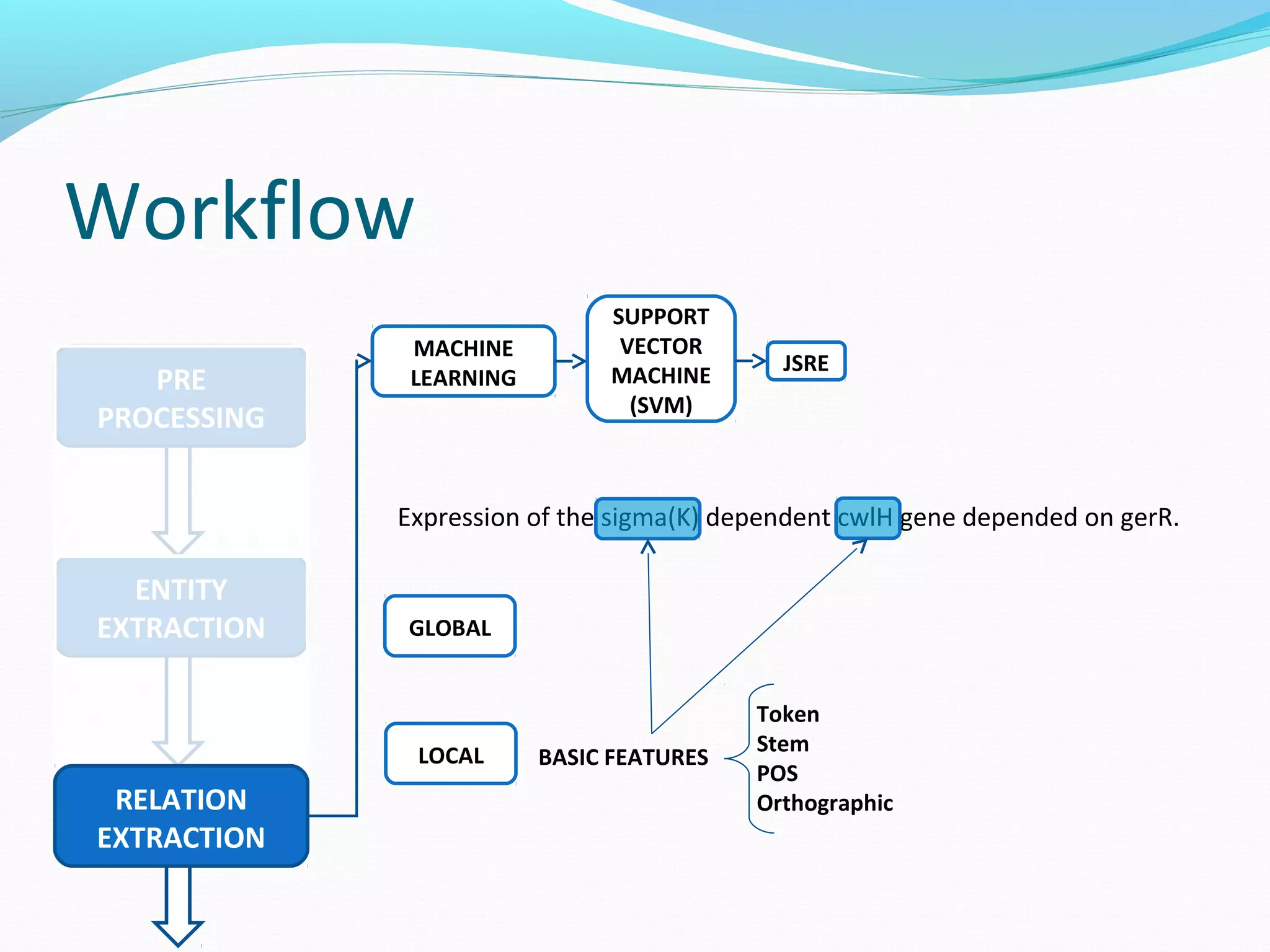 Workflow
ENTITY
EXTRACTION
PRE
PROCESSING
RELATION
EXTRACTION
MACHINE
LEARNING
SUPPORT
VECTOR
MACHINE
(SVM)
JSRE
Expression of the sigma(K) dependent cwlH gene depended on gerR.
GLOBAL
BASIC FEATURESLOCAL
Token
Stem
POS
Orthographic
 