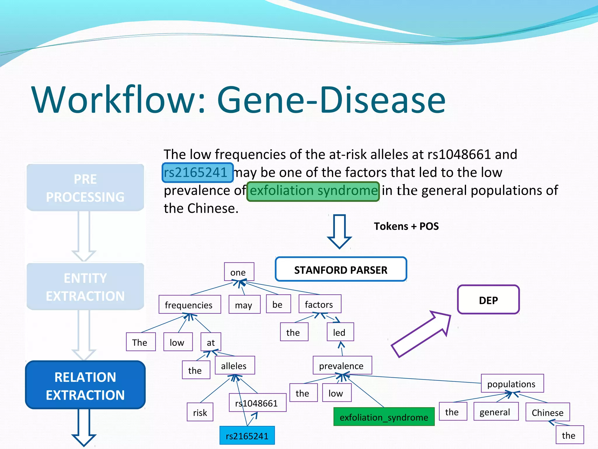 Workflow: Gene-Disease
PRE
PROCESSING
The low frequencies of the at-risk alleles at rs1048661 and
rs2165241 may be one of the factors that led to the low
prevalence of exfoliation syndrome in the general populations of
the Chinese.
ENTITY
EXTRACTION
RELATION
EXTRACTION
Tokens + POS
STANFORD PARSER
DEP
The low
frequencies
the
risk
alleles
rs1048661
rs2165241
may be
one
the
factors
led
the low
prevalence
exfoliation_syndrome
the general
populations
the
Chinese
at
 