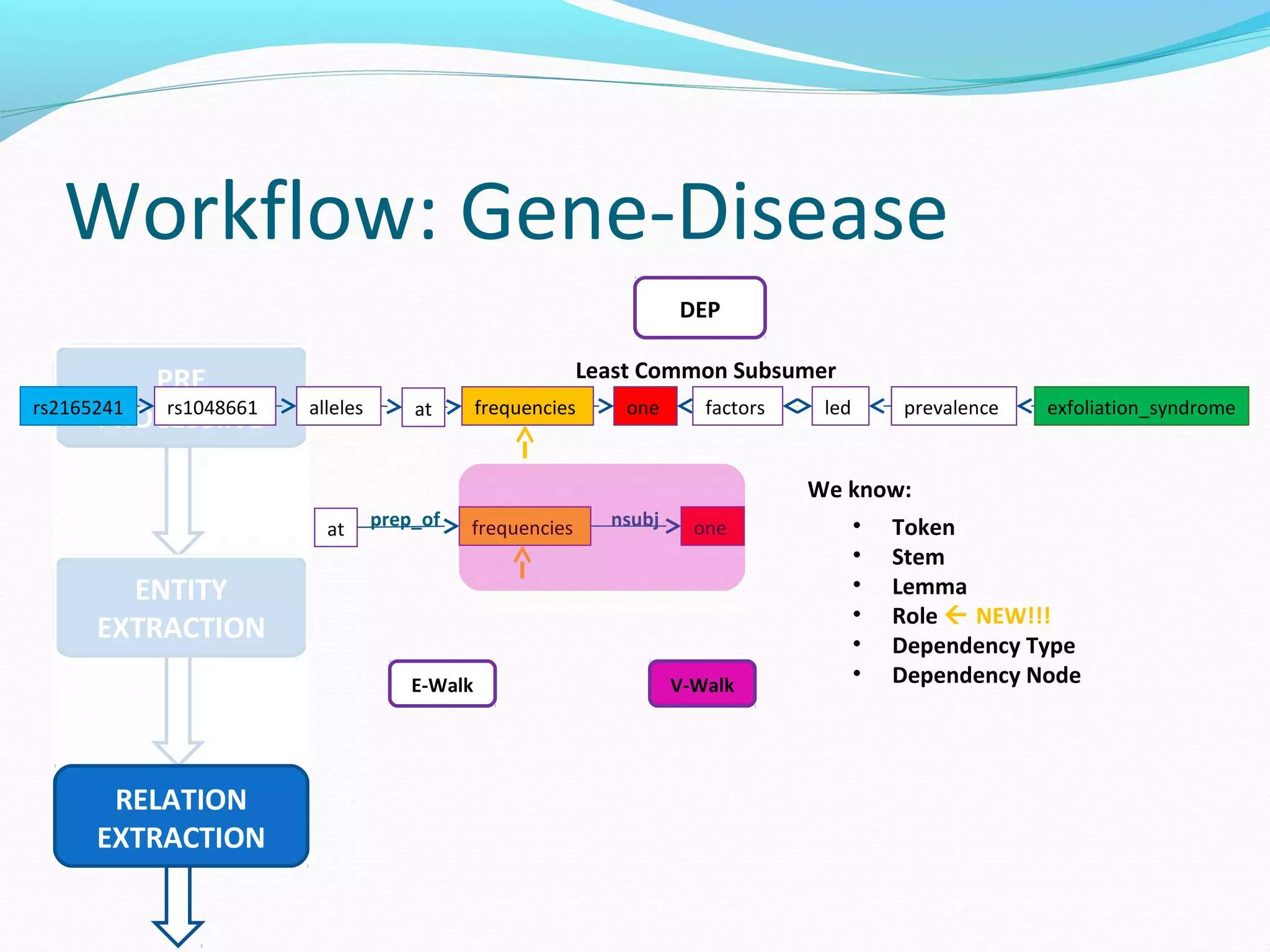 Workflow: Gene-Disease
PRE
PROCESSING
ENTITY
EXTRACTION
RELATION
EXTRACTION
DEP
frequenciesallelesrs1048661rs2165241 one factors led prevalence exfoliation_syndromeat
Least Common Subsumer
We know:
• Token
• Stem
• Lemma
• Role  NEW!!!
• Dependency Type
• Dependency Node
frequencies oneat prep_of nsubj
V-WalkE-Walk
 