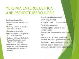 Urease Yersinia GROUP NO 2 bactericieae of microbiology YERSINIA.pptx