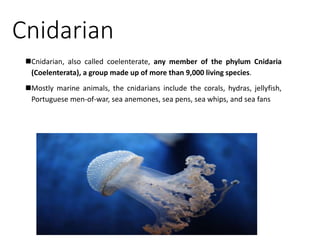 Cnidarian
Cnidarian, also called coelenterate, any member of the phylum Cnidaria
(Coelenterata), a group made up of more than 9,000 living species.
Mostly marine animals, the cnidarians include the corals, hydras, jellyfish,
Portuguese men-of-war, sea anemones, sea pens, sea whips, and sea fans
 