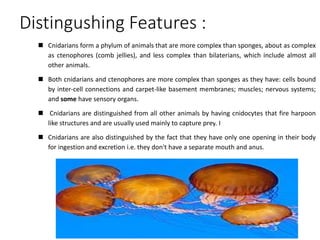 Distingushing Features :
 Cnidarians form a phylum of animals that are more complex than sponges, about as complex
as ctenophores (comb jellies), and less complex than bilaterians, which include almost all
other animals.
 Both cnidarians and ctenophores are more complex than sponges as they have: cells bound
by inter-cell connections and carpet-like basement membranes; muscles; nervous systems;
and some have sensory organs.
 Cnidarians are distinguished from all other animals by having cnidocytes that fire harpoon
like structures and are usually used mainly to capture prey. I
 Cnidarians are also distinguished by the fact that they have only one opening in their body
for ingestion and excretion i.e. they don't have a separate mouth and anus.
 