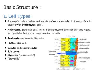Basic Structure :
1. Cell Types:
 A sponge's body is hollow and consists of ostia channels . Its inner surface is
covered with choanocytes, cells .
 Pinacocytes, plate-like cells, form a single-layered external skin and digest
food particles that are too large to enter the ostia.
 Lophocytes are amoeba-like cells.
 Collencytes cell.
 Oocytes and spermatocytes
 Sclerocytes
 Myocytes ("muscle cells")
 "Grey cells"
 