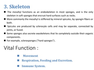 Vital Function :
 Movement
 Respiration, Feeding and Excretion.
 Immune System.
3. Skeleton
 The mesohyl functions as an endoskeleton in most sponges, and is the only
skeleton in soft sponges that encrust hard surfaces such as rocks.
 More commonly the mesohyl is stiffened by mineral spicules, by spongin fibers or
both.
 Spicules are produced by sclerocyte cells and may be separate, connected by
joints, or fused.
 Some sponges also secrete exoskeletons that lie completely outside their organic
components.
 For example, sclerosponges ("hard sponges") .
 