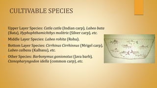 polyculture of carps | PPTX
