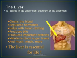 • Is located in the upper right quadrant of the abdomen
•Cleans the blood
•Regulates hormones
•Helps with blood clotting
•Produces bile
•Produces important proteins
•Maintains blood sugar levels
•And much, much, more
• The liver is essential
for life !www.pharmacyhighlights.com
 