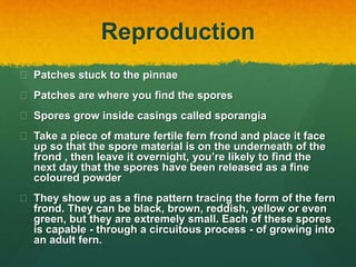 Reproduction
 Patches stuck to the pinnae
 Patches are where you find the spores
 Spores grow inside casings called sporangia
 Take a piece of mature fertile fern frond and place it face
up so that the spore material is on the underneath of the
frond , then leave it overnight, you’re likely to find the
next day that the spores have been released as a fine
coloured powder
 They show up as a fine pattern tracing the form of the fern
frond. They can be black, brown, reddish, yellow or even
green, but they are extremely small. Each of these spores
is capable - through a circuitous process - of growing into
an adult fern.
 