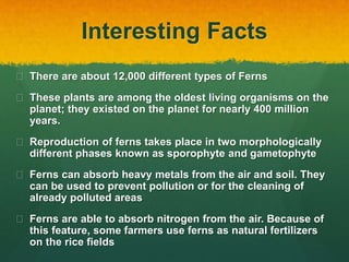 Interesting Facts
 There are about 12,000 different types of Ferns
 These plants are among the oldest living organisms on the
planet; they existed on the planet for nearly 400 million
years.
 Reproduction of ferns takes place in two morphologically
different phases known as sporophyte and gametophyte
 Ferns can absorb heavy metals from the air and soil. They
can be used to prevent pollution or for the cleaning of
already polluted areas
 Ferns are able to absorb nitrogen from the air. Because of
this feature, some farmers use ferns as natural fertilizers
on the rice fields
 