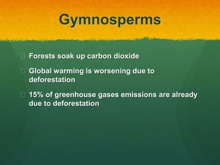 Gymnosperms
 Forests soak up carbon dioxide
 Global warming is worsening due to
deforestation
 15% of greenhouse gases emissions are already
due to deforestation
 
