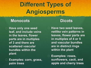 Different Types of
Angiosperms
Monocots
 Have only one seed
leaf, and include veins
in the leaves, flower
parts are in multiples
of 3 and there are
scattered vascular
bundles within the
plant
 Examples: corn, grass,
palm trees
Dicots
 Have two seed leaves,
netlike vein patterns in
leaves, flower parts are
in multiples of 4 or 5
and vascular bundles
are in distinct rings
within the plant
 Examples: roses,
sunflowers, cacti, and
apple and cherry trees
 