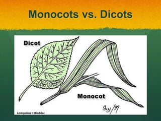 Monocots vs. Dicots
 