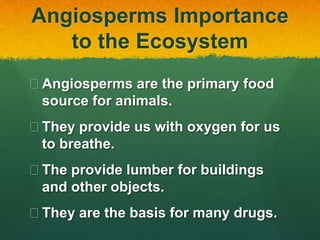 Angiosperms Importance
to the Ecosystem
 Angiosperms are the primary food
source for animals.
 They provide us with oxygen for us
to breathe.
 The provide lumber for buildings
and other objects.
 They are the basis for many drugs.
 