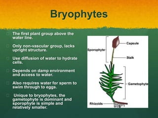 Bryophytes
 The first plant group above the
water line.
 Only non-vascular group, lacks
upright structure.
 Use diffusion of water to hydrate
cells.
 Depends on damp environment
and access to water.
 Also requires water for sperm to
swim through to eggs.
 Unique to bryophytes, the
gametophyte is dominant and
sporophyte is simple and
relatively smaller.
 
