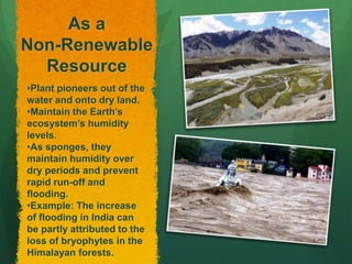 As a
Non-Renewable
Resource
•Plant pioneers out of the
water and onto dry land.
•Maintain the Earth’s
ecosystem’s humidity
levels.
•As sponges, they
maintain humidity over
dry periods and prevent
rapid run-off and
flooding.
•Example: The increase
of flooding in India can
be partly attributed to the
loss of bryophytes in the
Himalayan forests.
 