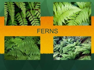 FERNS
 