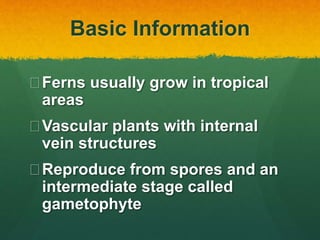 Basic Information
Ferns usually grow in tropical
areas
Vascular plants with internal
vein structures
Reproduce from spores and an
intermediate stage called
gametophyte
 