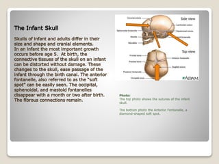Photo:
The top photo shows the sutures of the infant
skull.
The bottom photo the Anterior Fontanelle, a
diamond-shaped soft spot.
 