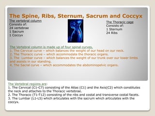 The Spine, Ribs, Sternum, Sacrum and Coccyx
The vertebral column
Consists of:
24 vertebrae
1 Sacrum
1 Coccyx
The Vertebral column is made up of four spinal curves.
1. The Cervical curve – which balances the weight of our head on our neck.
2. The Thoracic curve – which accommodate the thoracic organs.
3. The Lumbar curve – which balances the weight of our trunk over our lower limbs
and assists in our standing.
4. The Sacral curve – which accommodates the abdominopelvic organs.
The Thoracic cage
Consists of:
1 Sternum
24 Ribs
The Vertebral regions are:
1. The Cervical (C1-C7) consisting of the Atlas (C1) and the Axis(C2) which constitutes
the neck and attaches to the Thoracic vertebrae.
2. The Thoracic (T1-T12) consisting of the ribs and costal and transverse costal facets.
3. The Lumbar (L1-L5) which articulates with the sacrum which articulates with the
coccyx.
 