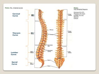Photo:
The Vertebral Regions
Cervical (C1-C7)
Thoracic (T1-T12)
Lumbar (L1-L5)
Sacrum
Coccyx
Cervical
Curve
Thoracic
Curve
Lumbar
Curve
Sacral
Curve
Photo: The 4 Spinal Curves
 
