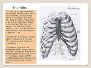 The 24 Ribs originate between
the thoracic vertebrae and end in
the wall of the thoracic cavity.
Ribs 1-7 are called “true ribs”.
Ribs 8-12 are called “false ribs”,
since they do not attach directly
to the sternum. The last two
pairs of ribs 11-12 are called
“floating ribs”, because they have
no connection with the sternum
or vertebral ribs.
The sternum is the boney breast
bone in the center of the ribs.
It’s movements are important in
respiration.
The thoracic cage and ribs
protect the heart, lungs, thymus
and other structures. It serves as
attachment for muscles involved
in respiration, position of the
vertebral column and movements
of the pectoral girdle & upper
limbs.
 