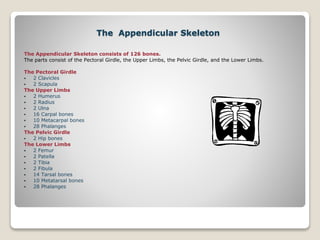 The Appendicular Skeleton
The Appendicular Skeleton consists of 126 bones.
The parts consist of the Pectoral Girdle, the Upper Limbs, the Pelvic Girdle, and the Lower Limbs.
The Pectoral Girdle
 2 Clavicles
 2 Scapula
The Upper Limbs
 2 Humerus
 2 Radius
 2 Ulna
 16 Carpal bones
 10 Metacarpal bones
 28 Phalanges
The Pelvic Girdle
 2 Hip bones
The Lower Limbs
 2 Femur
 2 Patella
 2 Tibia
 2 Fibula
 14 Tarsal bones
 10 Metatarsal bones
 28 Phalanges
 