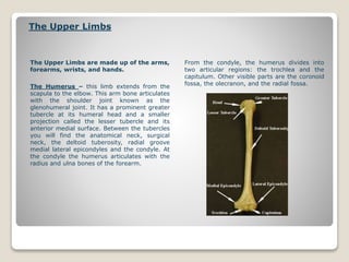 The Upper Limbs
The Upper Limbs are made up of the arms,
forearms, wrists, and hands.
The Humerus – this limb extends from the
scapula to the elbow. This arm bone articulates
with the shoulder joint known as the
glenohumeral joint. It has a prominent greater
tubercle at its humeral head and a smaller
projection called the lesser tubercle and its
anterior medial surface. Between the tubercles
you will find the anatomical neck, surgical
neck, the deltoid tuberosity, radial groove
medial lateral epicondyles and the condyle. At
the condyle the humerus articulates with the
radius and ulna bones of the forearm.
From the condyle, the humerus divides into
two articular regions: the trochlea and the
capitulum. Other visible parts are the coronoid
fossa, the olecranon, and the radial fossa.
 