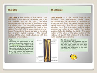 The Ulna The Radius
The Ulna – lies medial to the radius. The
olecranon is the point of the elbow that is at
the superior end of the ulna. The ulna
articulates with the trochlea of the humerus at
the elbow joint. The coronoid process, radial
notch is what accommodates the head of the
radius. The shaft of the ulna, meets the ulnar
head. The posterior lateral surface of the ulna
has a short styloid process. The lateral
surface of the ulnar head articulates with the
distal end of the radius.
The Radius – is the lateral bone of the
forearm. The disc-shaped radial head,
articulates with the capitulum of the humerus.
A narrow neck from the radius extends to the
radial tuberosity. The biceps brachii muscle
attaches here. The ulnar notch and the styloid
process are other areas visible. The styloid
process helps to stabilize the joint. The radial
notch of the ulna or the ulnar notch of the
radius, will quickly tell whether it is the left or
right isolated radius or ulna.
Note:
The radius and ulna connect to the
humerus bone of the upper arm at
the elbow joint. The elbow joint
consists of a series of muscles or
ligaments acting like a hinge so
you can bend and straighten your
arm. This bending and straighten
is called flexion and extension.
Try this experiment:
You can actually feel the radius and ulna
rotating. Hold your right forearm with your
left hand. Then rotate your right wrist
palm up and then palm down. You will feel
the radius and ulna bones in your right
arm twisting and rotating.
 