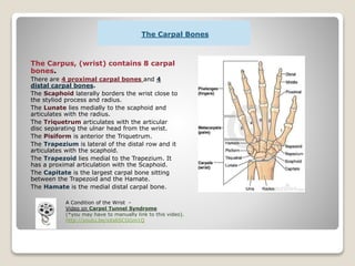 The Carpal Bones
The Carpus, (wrist) contains 8 carpal
bones.
There are 4 proximal carpal bones and 4
distal carpal bones.
The Scaphoid laterally borders the wrist close to
the styliod process and radius.
The Lunate lies medially to the scaphoid and
articulates with the radius.
The Triquetrum articulates with the articular
disc separating the ulnar head from the wrist.
The Pisiform is anterior the Triquetrum.
The Trapezium is lateral of the distal row and it
articulates with the scaphoid.
The Trapezoid lies medial to the Trapezium. It
has a proximal articulation with the Scaphoid.
The Capitate is the largest carpal bone sitting
between the Trapezoid and the Hamate.
The Hamate is the medial distal carpal bone.
A Condition of the Wrist -
Video on Carpel Tunnel Syndrome
(*you may have to manually link to this video).
http://youtu.be/sXs6SCGGm1Q
 