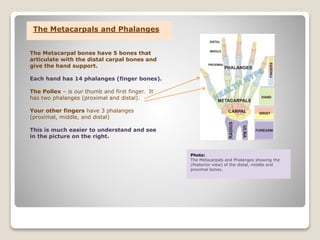 Photo:
The Metacarpals and Phalanges showing the
(Posterior view) of the distal, middle and
proximal bones.
The Metacarpals and Phalanges
The Metacarpal bones have 5 bones that
articulate with the distal carpal bones and
give the hand support.
Each hand has 14 phalanges (finger bones).
The Pollex – is our thumb and first finger. It
has two phalanges (proximal and distal).
Your other fingers have 3 phalanges
(proximal, middle, and distal)
This is much easier to understand and see
in the picture on the right.
 