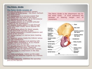 The Pelvic Girdle
The Pelvic Girdle consists of:
The two hip bones (coxal/pelvic bones)
The fusion of three bones – the Ilium, Ischium
and Pubis bones.
The Acetabulum is a concave socket that
articulates with the head of the Femur.
The Acetabular notch is a gap on the anterior
and inferior portion of the ridge.
The Lunate appears as a smooth articular
surface on the Acetabulum.
The Greater Sciatic notch is a gap through
which the major sciatic nerve reaches the
lower limb.
The Ishial spine allows for blood vessels,
nerves and small muscles to pass.
The Ischial tuberosity is located posterior and
lateral of the ischium.
The Ischial ramus is a narrow bone meeting
the pubis.
The Superior ramus meets the Inferior ramus
near the acetabulum.
The Obturator foramen is an opening with
collagen fibers enclosing it. It is a muscle
attachment area for the hip.
The Arcuate line and the Iliac crest are the
broadest part of the Ilium. These are
attachment sites for ligaments and muscles.
The Iliac fossa is a depression in the Iliac
crest.
The Pubic symphysis makes up the pubic
bones and are attached together by a fibrous
cartilage.
The Iliac tuberosity stabilizes the sacroiliac
joint at the Sacrum.
The Pelvic Girdle is the attachment site for
the lower limbs. It must withstand the
stresses of bearing weight and of
movement.
 